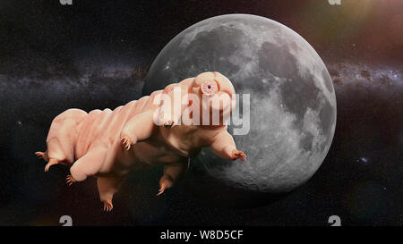 Ours d'eau, tardigrade se rendant sur la Lune Banque D'Images