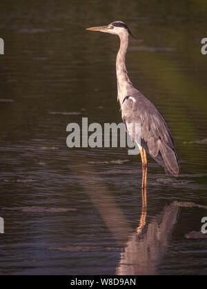 Animaux trouvés au cours d'une année dans le parc naturel régional italien Tevere Farfa Banque D'Images