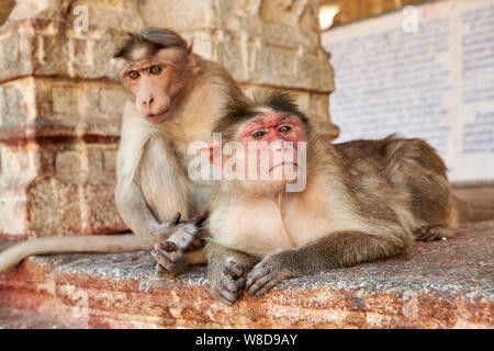 Macaque à Bonnet, Hampi Temple Virupaksha, UNESCO world heritge site, Karnataka, Inde Banque D'Images