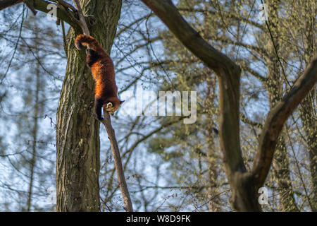 Pamda rouge ou moins panda est l'escalade vers le bas de l'arbre Banque D'Images