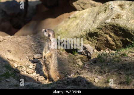 Meerkat ou suricat est debout tout droit et à l'observation de l'environnement et alentours Banque D'Images
