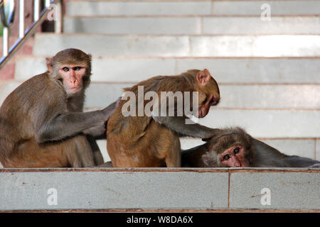 Épouillage 3 singes de Barbarie dans les escaliers au Myanmar/Birmanie. Banque D'Images