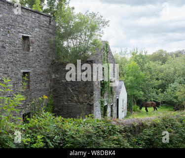 Cheval en vert jardin près de ruine de vieilles maisons sur la péninsule de kerry en Irlande Banque D'Images