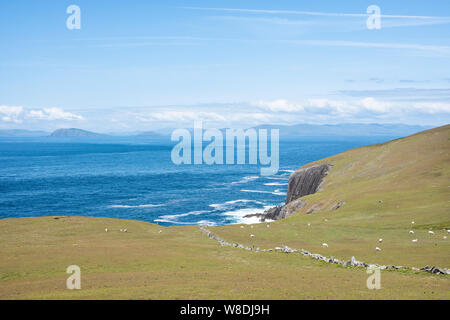 Moutons sur dursey island dans l'ouest de l'Irlande avec l'océan et le ciel bleu en arrière-plan Banque D'Images