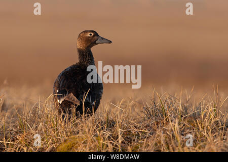 Eider de Steller Banque D'Images