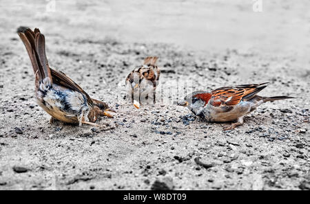 Petit oiseau le moineau domestique (Passer italiae). Banque D'Images