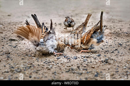 Petit oiseau le moineau domestique (Passer italiae). Banque D'Images