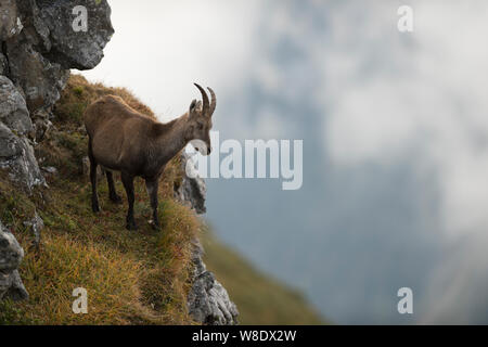 Bouquetin des Alpes / Steinbock (Capra ibex ) se dresse sur une falaise abrupte en haute montagne, en regardant vers la vallée. Banque D'Images