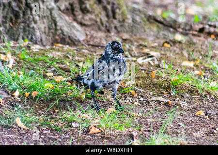 Un rare leucistic Coloeus monedula choucas montrant une perte partielle de la pigmentation inégale coloouration résultant en des plumes vu à Bradford on Avon Wiltshire, Royaume-Uni le 5 août 2019 Banque D'Images