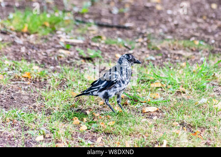 Un rare leucistic Coloeus monedula choucas montrant une perte partielle de la pigmentation inégale coloouration résultant en des plumes vu à Bradford on Avon Wiltshire, Royaume-Uni le 5 août 2019 Banque D'Images