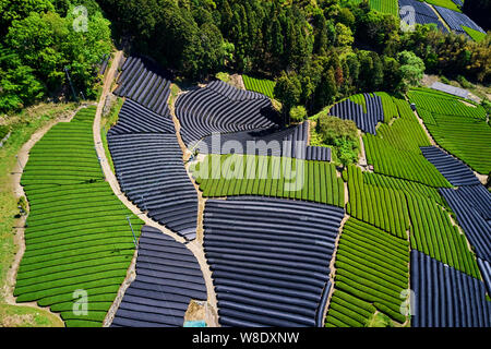 Le Japon, l'île de Honshu, région du Kansai, Uji, champ de thé Sencha, Gyokuro et de thé Matcha Banque D'Images