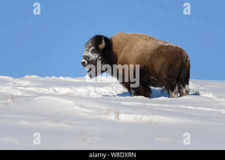 Bison d'Amérique / Amerikanischer ( Bison bison bison ) en hiver, debout dans la neige profonde sur une colline contre ciel bleu, visage couvert de neige, Yellowstone NP, Banque D'Images