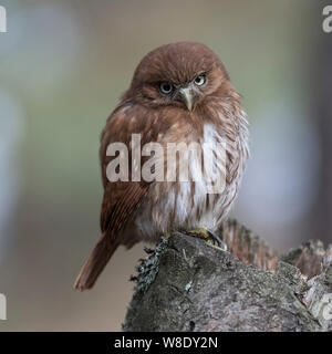 Chouette naine ferrugineux / Brasil Sperlingskauz Glaucidium brasilianum ( ), perché sur une souche d'arbre, ressemble fort, mais mignonne, drôle de petit hibou. Banque D'Images