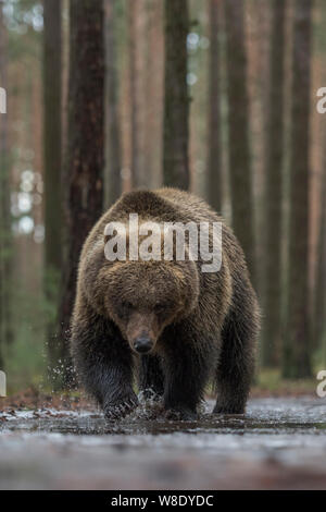 Ours brun / Braunbaeren ( Ursus arctos ), marcher dans l'eau peu profonde d'une flaque d'eau couvertes de glace, l'exploration de l'eau gelée, a l'air drôle, Europe Banque D'Images