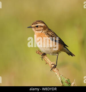 Whinchat / Braunkehlchen ( Saxicola rubetra ) perché sur une brindille, homme dans la belle robe de reproduction d'oiseaux rares, mais typique de la prairie. Banque D'Images