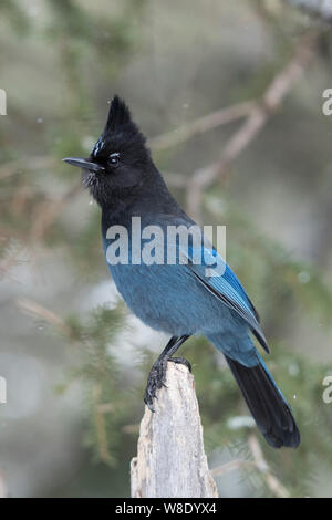 Le geai de Steller (Cyanocitta stelleri / Diademhaeher ) en hiver, perché au sommet d'une apparente tronc mort, érigée crest, regarder à l'écoute, Yellowstone Banque D'Images