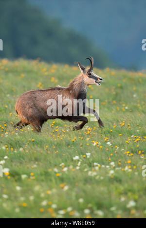 Chamois / Gaemse ( Rupicapra rupicapra ) courir, sauter sur la montagne alpine floraison Meadows, dans l'action, pleine de joie, joyeux, de l'Europe. Banque D'Images