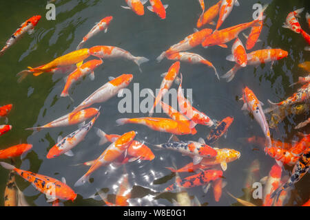 Or rouge et blanc poisson dans un étang de koi Banque D'Images