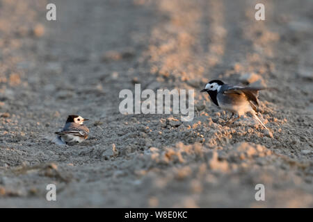 Pied / Bergeronnette printanière Motacilla alba Bachstelze ( ), deux hommes, assis sur le sol, sur des terres agricoles, la lutte contre les uns avec les autres, le comportement territorial, de la faune, Banque D'Images