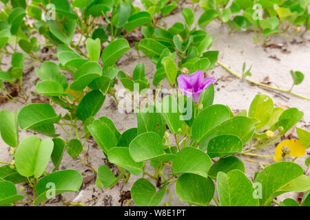 L'Ipomoea pes-caprae, connu comme bayhops, elle pousse sur les parties supérieures des plages et l'environnement l'air salé Banque D'Images