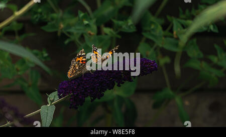 Deux papillons belle dame la collecte de nectar de fleurs pourpre buddleja Banque D'Images