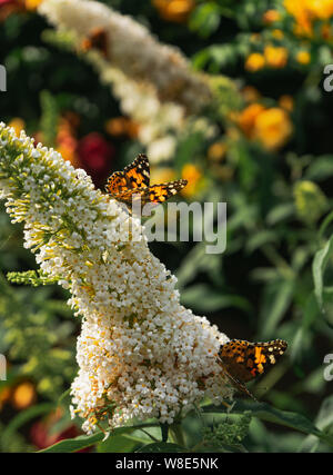 Deux belle dame/ Vanessa cardui papillons la collecte de nectar de fleur buddleja blanc brillant Banque D'Images