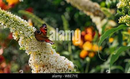 Européenne de couleur vive magnifiquement peacock butterfly on flower buddleja blanc Banque D'Images