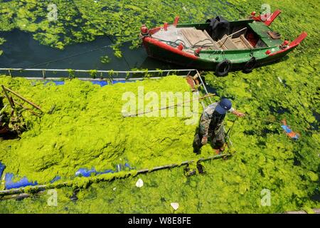 Pêcheur chinois Zhang Yanhui algues nettoie sur un bateau de pêche dans la ville de Qingdao, province du Shandong en Chine de l'Est, 8 juillet 2015. Le port chinois de l'Est Banque D'Images