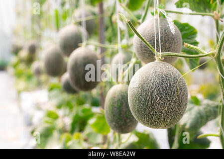 Les melons cantaloups dans une serre de plus en plus appuyée par chaîne Banque D'Images