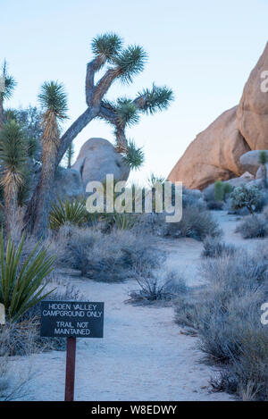 Joshua Trees (Yucca brevifolia) ou arbres Yucca s'élever au-dessus du désert de plus en plus faible dans le feuillage devant de grands rochers de granit à Joshua Tree Nat Park Banque D'Images