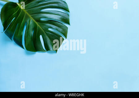 Feuilles tropicales monstera sur un fond bleu clair vue supérieure Banque D'Images
