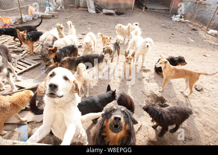 Les chiens qui ont été sauvées par l'ancien homme millionnaire chinois Wang Yan (mâle) sont illustrés à son animal rescue center à Changchun city, au nord-est de la Chine Banque D'Images