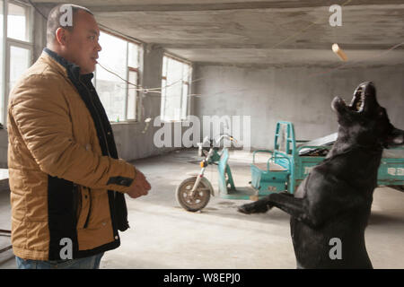 Ancien homme millionnaire chinois Wang Yan (mâle) alimente un chien qui a été sauvée par lui à partir de l'abattoir à son centre de sauvetage des animaux à Changchun cit Banque D'Images