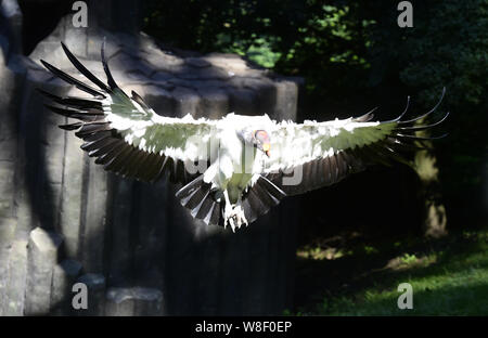 Un vautour pape (Sarcoramphus papa) est vu dans le Zoo d'Olomouc, République tchèque, le 9 août 2019. (CTK Photo/Ludek Perina) Banque D'Images