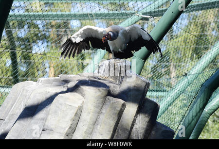 Un vautour pape (Sarcoramphus papa) est vu dans le Zoo d'Olomouc, République tchèque, le 9 août 2019. (CTK Photo/Ludek Perina) Banque D'Images