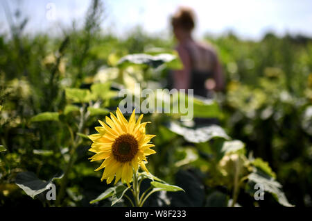 Berlin, Allemagne. 09Th Aug 2019. Fanny Müller, mène à travers le labyrinthe des plantes 'BfR-Eiland'. Le thème de cette année, le labyrinthe est sur des œufs et du poulet. Credit : Britta Pedersen/dpa-Zentralbild/dpa/Alamy Live News Banque D'Images