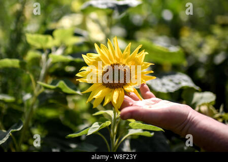 Berlin, Allemagne. 09Th Aug 2019. Fanny Müller, montre un tournesol dans l'usine "labyrinthe-BfR Eiland'. Le thème de cette année, le labyrinthe est sur des œufs et du poulet. Credit : Britta Pedersen/dpa-Zentralbild/dpa/Alamy Live News Banque D'Images