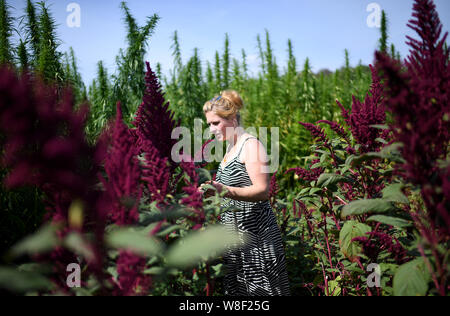 Berlin, Allemagne. 09Th Aug 2019. Fanny Müller, mène à travers le labyrinthe des plantes 'BfR-Eiland'. Le thème de cette année, le labyrinthe est sur des œufs et du poulet. Credit : Britta Pedersen/dpa-Zentralbild/dpa/Alamy Live News Banque D'Images