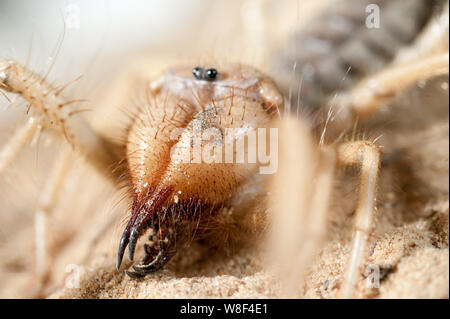 Close up of middle east wind scorpion. Dans le processus de tournage l'araignée n'a pas été blessé, et après il a été libéré dans l'environnement naturel. Banque D'Images