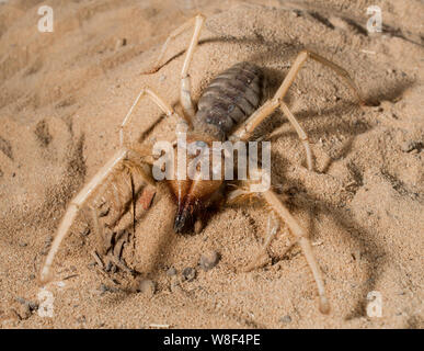 Close up of middle east wind scorpion. Dans le processus de tournage l'araignée n'a pas été blessé, et après il a été libéré dans l'environnement naturel. Banque D'Images