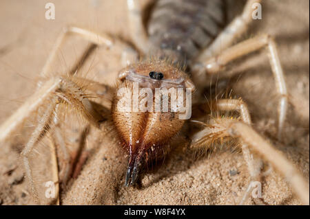 Close up of middle east wind scorpion. Dans le processus de tournage l'araignée n'a pas été blessé, et après il a été libéré dans l'environnement naturel. Banque D'Images