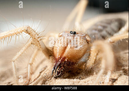 Close up of middle east wind scorpion. Dans le processus de tournage l'araignée n'a pas été blessé, et après il a été libéré dans l'environnement naturel. Banque D'Images