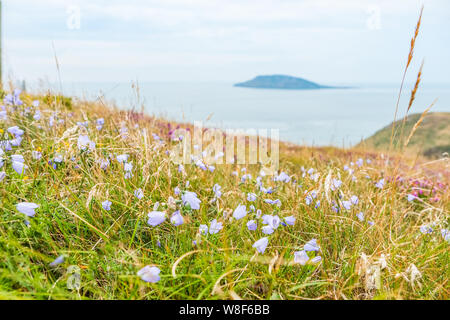 Un tapis de fleurs sauvages sur les falaises de la péninsule de Lleyn (Llyn) avec Bardsey Island dans la distance, Galles, Royaume-Uni Banque D'Images