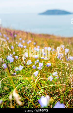 Un tapis de fleurs sauvages sur les falaises de la péninsule de Lleyn (Llyn) avec Bardsey Island dans la distance, Galles, Royaume-Uni Banque D'Images