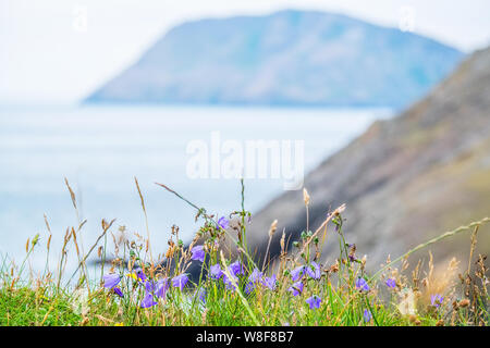 Un tapis de fleurs sauvages sur les falaises de la péninsule de Lleyn (Llyn) avec Bardsey Island dans la distance, Galles, Royaume-Uni Banque D'Images