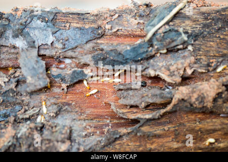 Close up de termites ou fourmis blanches Banque D'Images