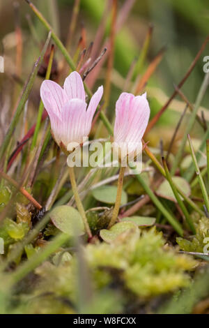 Bog pimpernel (Anagallis tenella), en fleurs, Hatchet étang, Hampshire, Angleterre, Royaume-Uni 27 Juin 2017 Banque D'Images