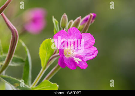 Rosebay willowherb (Chamerion angustifolium), Suffolk, Angleterre, Royaume-Uni 6 août 2017 Banque D'Images