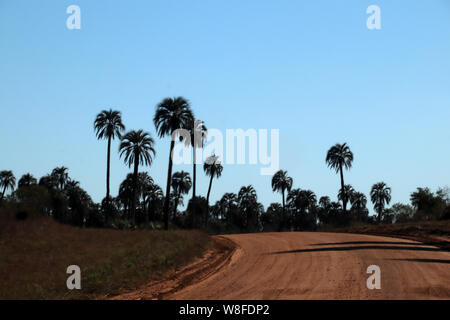 D'ENTRE RÍOS, Vue du Parc National "El Palmar, réserver de palmiers et d'espèces d'origine à 400 kilomètres au nord de Buenos Aires, Argentine Banque D'Images