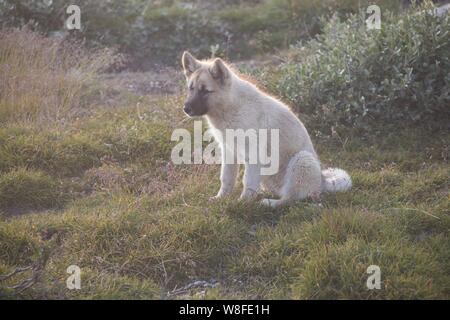 Beau chien de traîneau Groenland avec rétroéclairage lumineux du chaud soleil d'été. Ilulissat, Groenland. Groenland Chien Banque D'Images